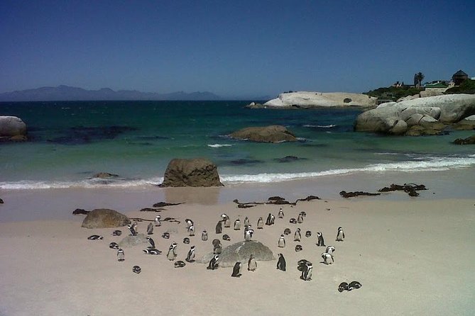 Private Tour with Wine Expert to Cape of Good Hope & Constantia Wine Region - Boulders Beach and the African Penguins