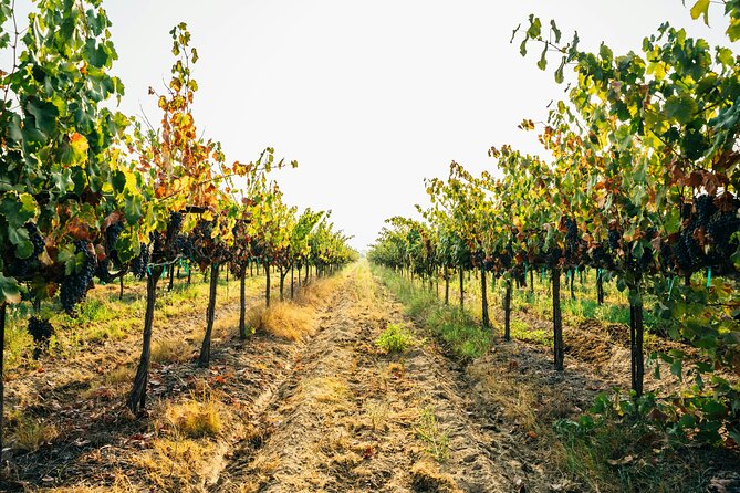 Private Trip to the Vineyards of Ginosa with tasting from Matera - From Matera to Ginosa by private van
