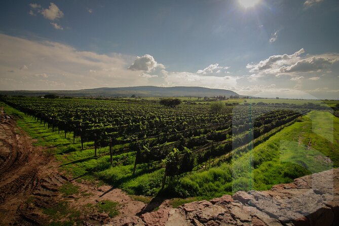 Private Vineyard and Wine Testing Tour From Guanajuato - Tres Raices along the San Miguel road