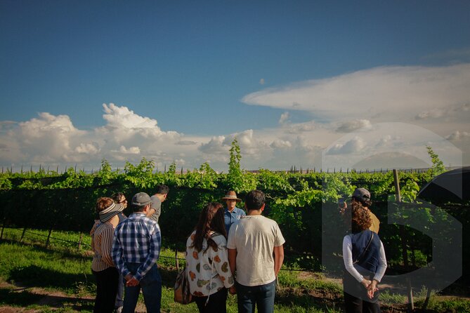 Private Vineyard and Wine Testing Tour From Guanajuato - What the private format changes