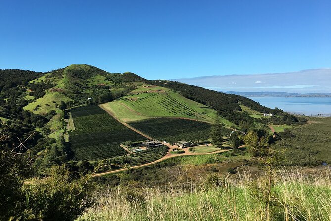 Private Vineyard Bush Walk Tour in Waiheke Island - Key points at a glance