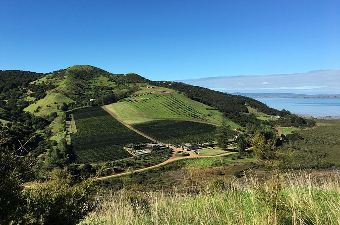 Private Vineyard Bush Walk Tour in Waiheke Island - Should you book the private vineyard bush walk?