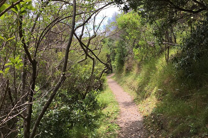 Private Vineyard Bush Walk Tour in Waiheke Island - Bush tracks, valleys, and sea views
