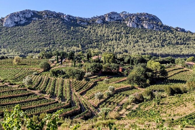 Private Vineyard Tour and Wine Tasting in Bandol - Key points at a glance