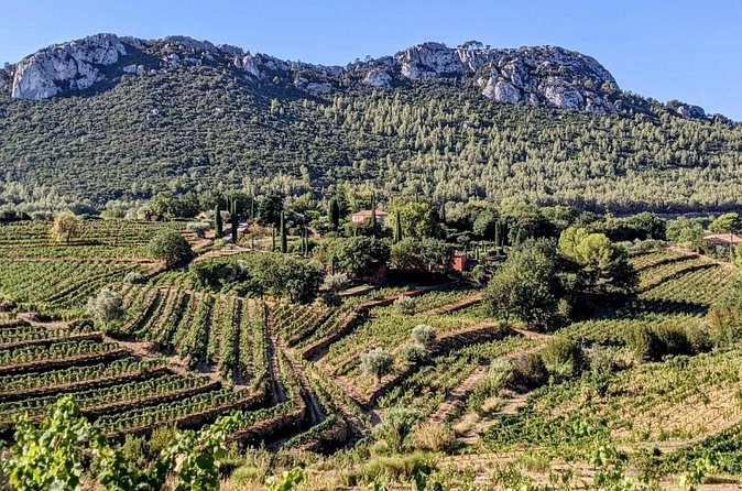 Private Vineyard Tour and Wine Tasting in Bandol - What the experience does especially well