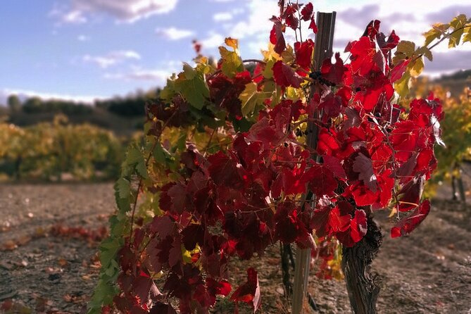 Private Wine and Oil Tour in the Priorat Wine Region - A Private Route Through Montsant