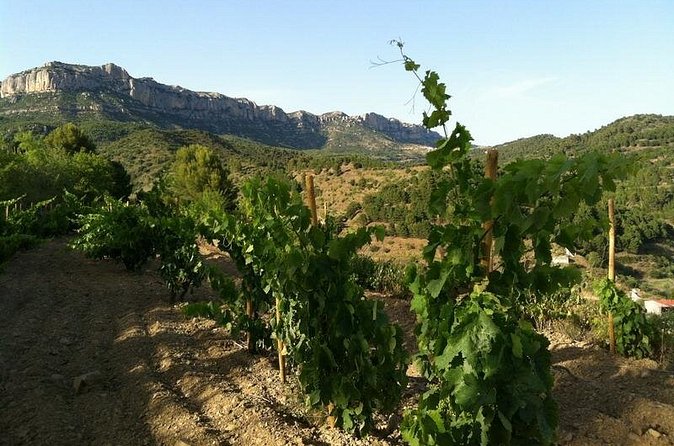 Private Wine and Oil Tour in the Priorat Wine Region - What the $312.38 Price Means
