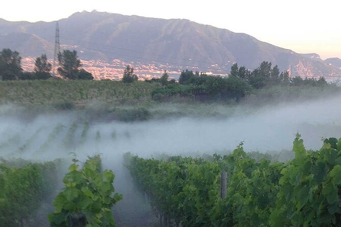 Private Wine Tour,lunch,8 wines, dedicated sommelier and trasport - Reaching Tenuta Sorrentino Vesuvio with less fuss