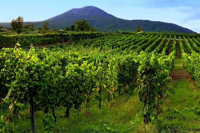 Private Wine Tour,lunch,8 wines, dedicated sommelier and trasport - Andrea’s role in the day