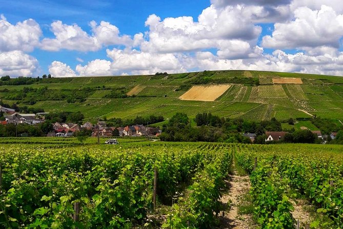 Private wine tour to Sancerre vineyards from Paris with Sommelier - The second winery and a wider taste of the appellation