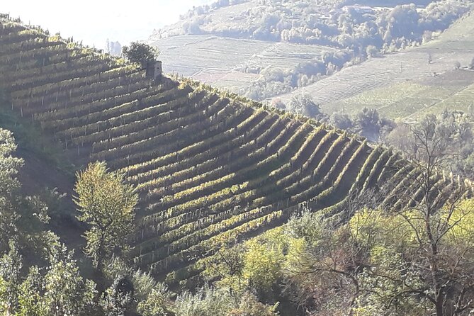 Private Winery and Vineyard Tour with Wine Tasting - Key points at a glance