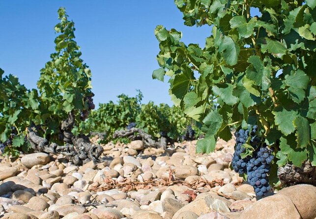 Provence Small Group Wine Full Day Tour in Chateauneuf du Pape vineyard from Aix - Key points to know before booking