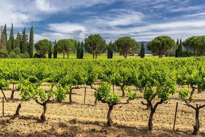Provence Small Group Wine Full Day Tour in Chateauneuf du Pape vineyard from Aix - Why Châteauneuf-du-Pape makes a worthwhile day trip