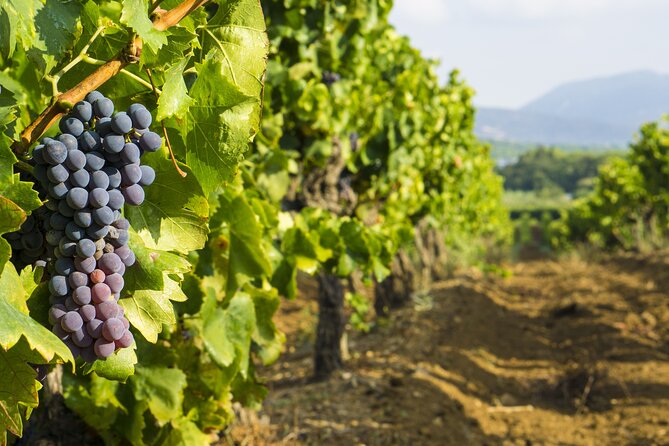 Provence Small Group Wine Full Day Tour in Chateauneuf du Pape vineyard from Aix - Is $190.10 a fair price?