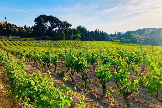 Provence, Vineyards and Lavender Fields Private Day Trip - Price, food, and practical planning