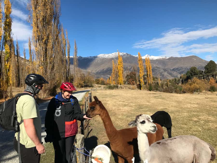 Queenstown: Guided E-Bike Tour with Winery Visits & Tastings - Key points to know before you book