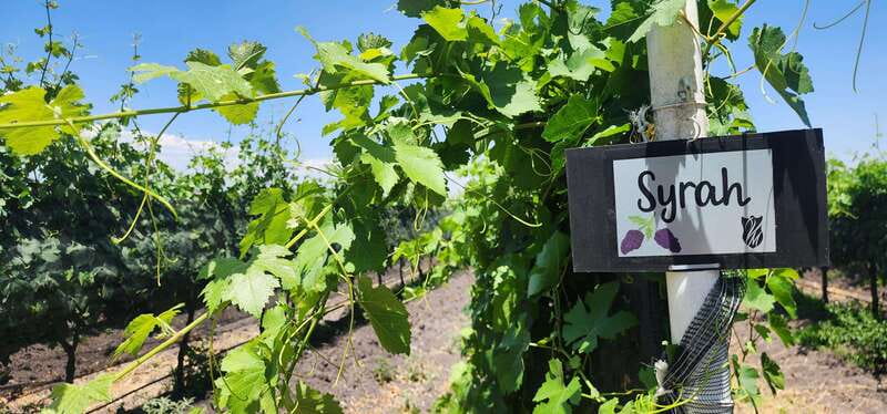 Querétaro: Haciendas, Vineyards, and Magical Towns Day Trip - Transport, timing, and what to bring