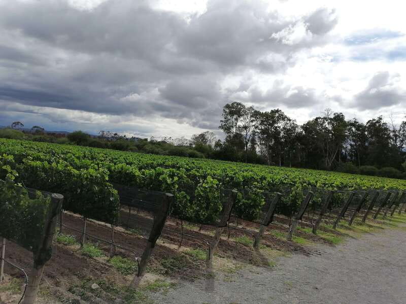Querétaro: Haciendas, Vineyards, and Magical Towns Day Trip - Who will get the most from this tour