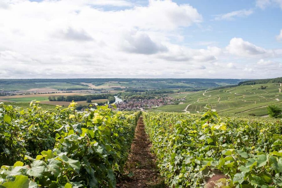 Reims: Champagne House Mumm, Winery Visit with Lunch - Seeing how a family producer works