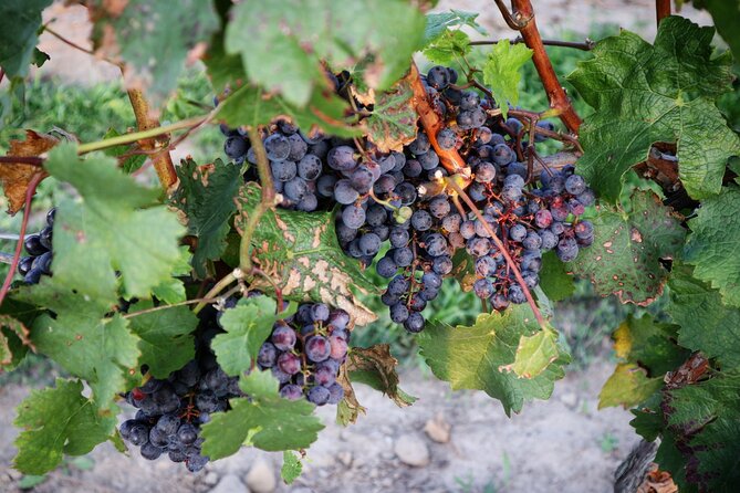 Relaxing Afternoon Wine Tour through Niagara's Wine Country - From Niagara pickup to wine country