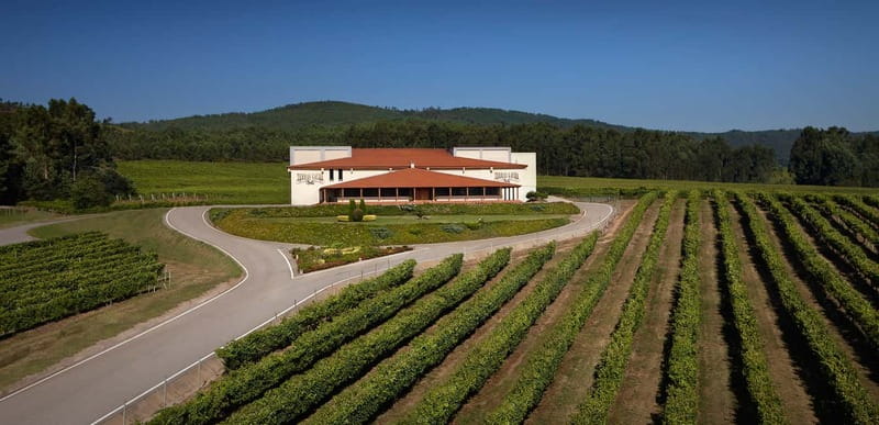 Rías Baixas Albariño Experience: Winery Visit & Cheese - Inside the cellar, where tradition meets science