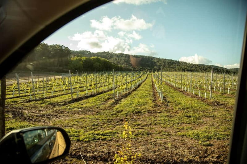 Rías Baixas Albariño Experience: Winery Visit & Cheese - Walking through Terras Gauda’s vineyards
