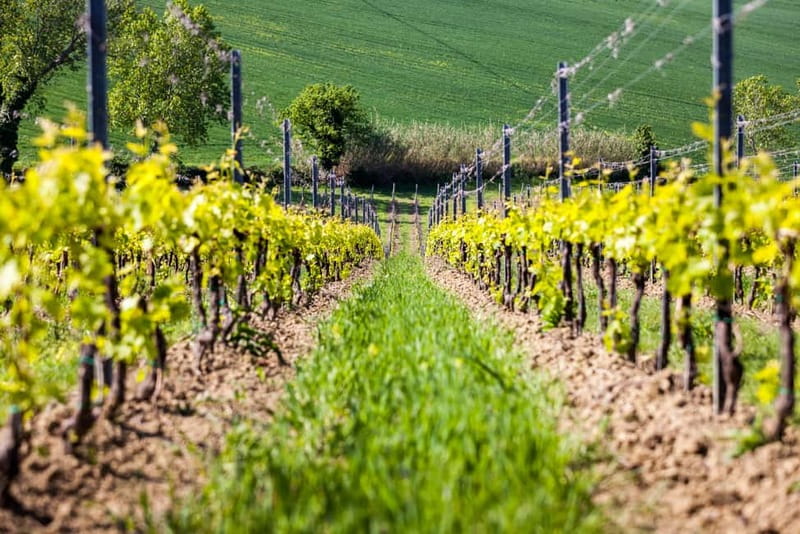 Rimini: San Valentino Vineyards Tour with DOC Wine Tastings - Key points at a glance