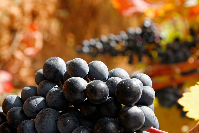 Rioja wine region with visit to winery & Vitoria-Gasteiz - How much value do you get for $84.10?