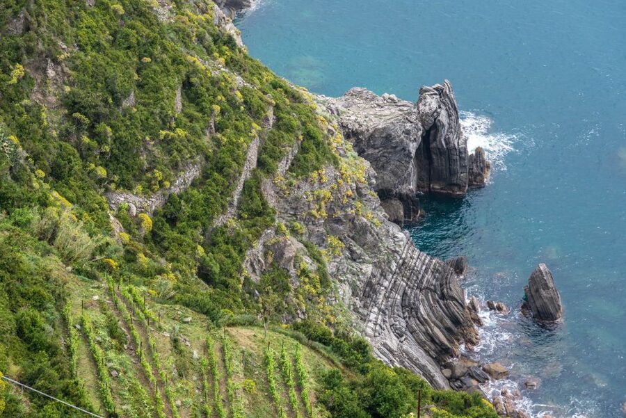 Riomaggiore: Vineyard & Wine Cellar Tour with Wine Tasting - What the Cinque Terre wines taste like