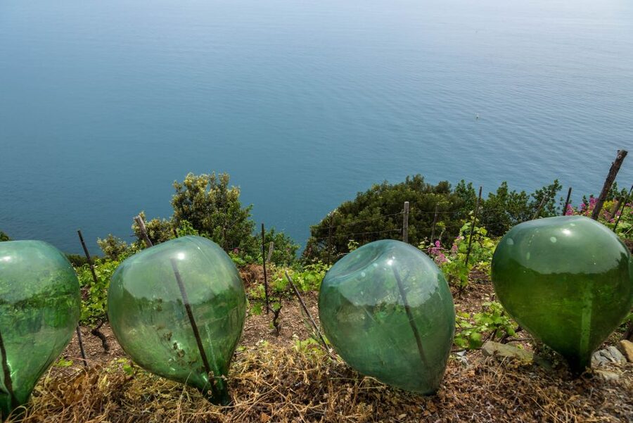 Riomaggiore: Vineyard & Wine Cellar Tour with Wine Tasting - Who should take this tour?