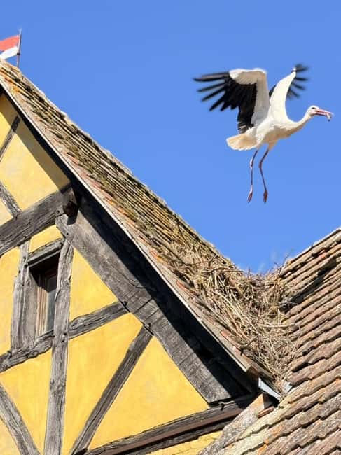 Riquewihr: the pearl of the vineyards with a local guide and tastings - Why Riquewihr deserves more than a quick photo stop