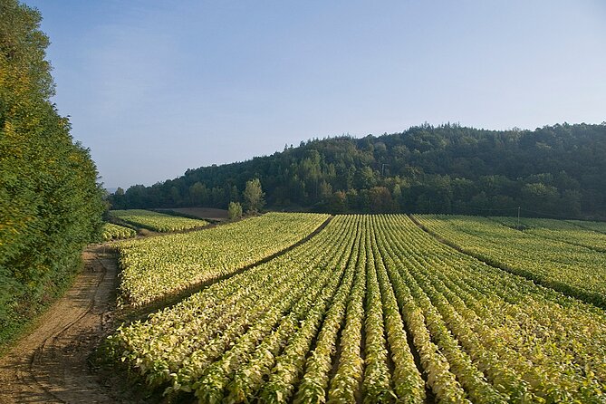 Rome Countryside Vineyards and Wine Tasting - Private Tour - Leaving Rome for Frascati