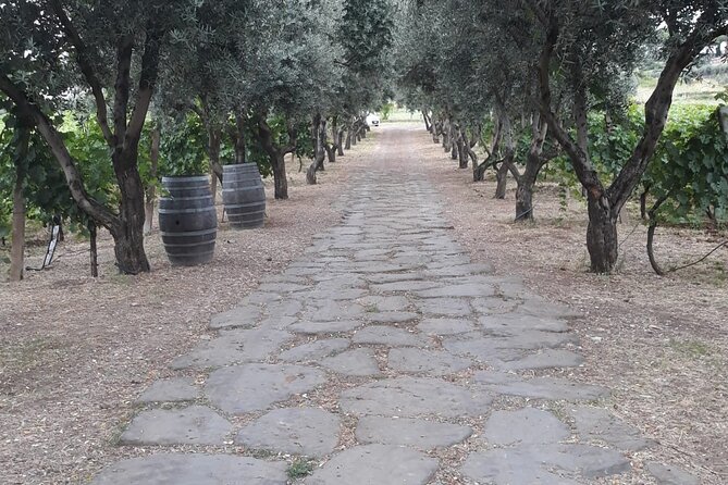 Rome Countryside Vineyards and Wine Tasting - Private Tour - How much value do you get for $202.29?