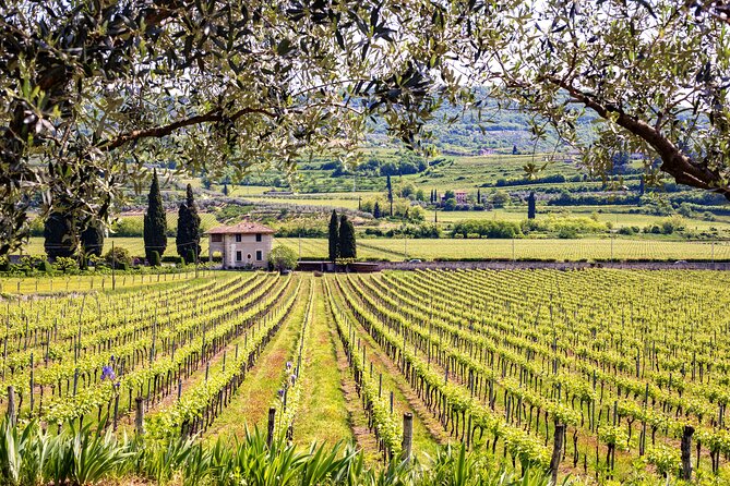 Rome: Frascati Private Day Trip - Town Tour, Lunch & Wine Tasting - Is a private guide worth $207.64?