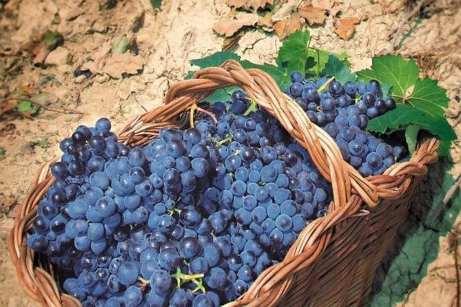 Rome's Vineyard Symphony: Countryside Winetasting Experience - Price, value, and booking timing