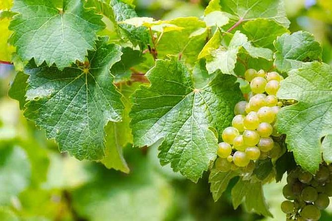 Rome Vineyards Wine tasting Private Day Tour - Nemi, strawberries, and a second volcanic lake