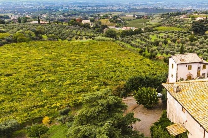 Rome: Wine Tour & Pizza Making Class in a Frascati's vineyard - 5 hours - What the $469.99 price really buys