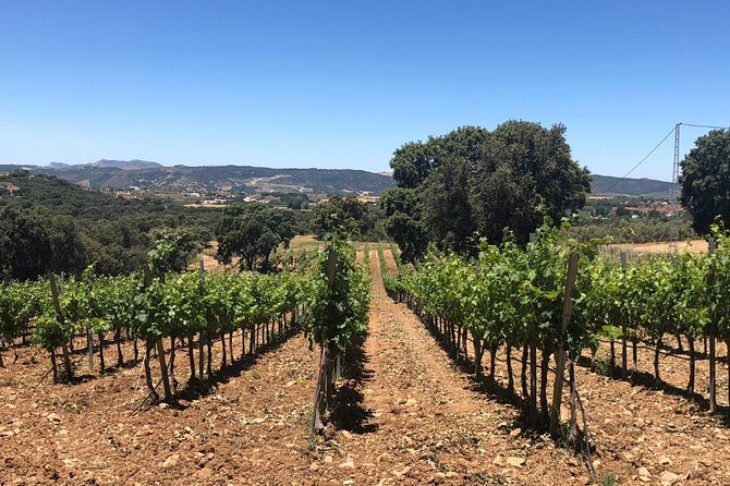 Ronda Day Tour and Winery Visits from Marbella - At a Glance