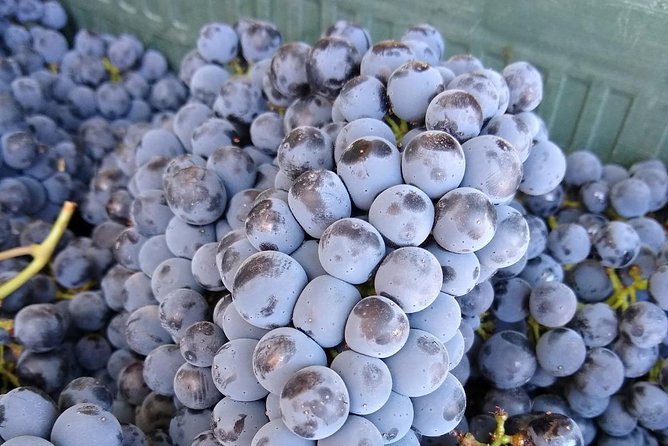 Ronda Day Tour and Winery Visits from Marbella - What You’ll Eat and Drink