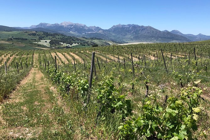Ronda Day Tour and Winery Visits from Marbella - How the Small Group Changes the Day