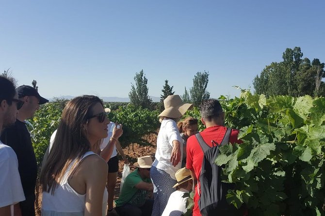 Ronda Day Tour and Winery Visits from Marbella - The Morning Drive From Marbella