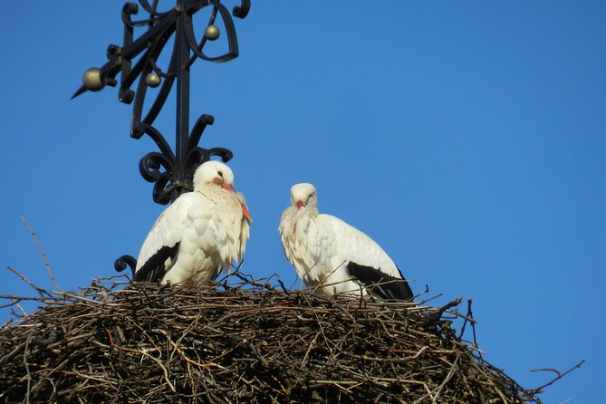 Safari-Tour Villages and vineyard, 1/2 day afternoon - Why this half-day outing works from Colmar