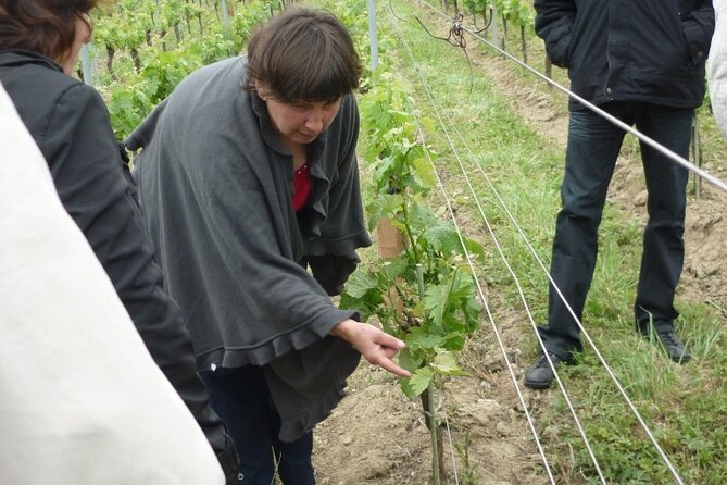 Saint-Émilion: 2 hours - Visit of the vineyard, the cellar and tasting - Tasting four wines, including two Grand Cru bottles