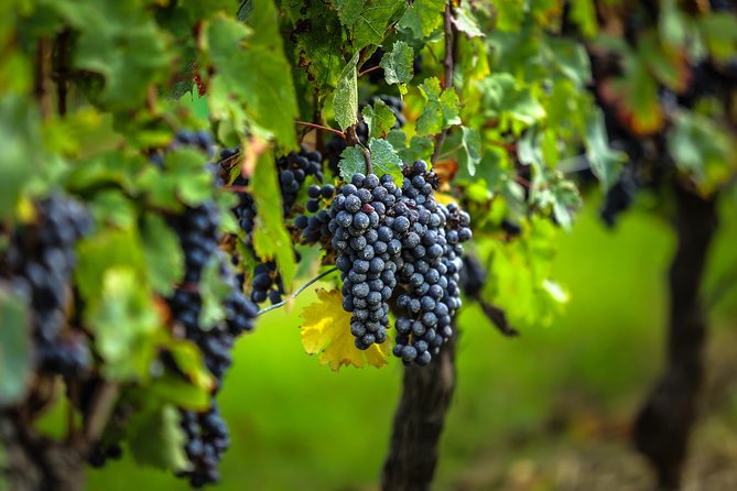 Saint Emilion Half-Day Trip with Wine Tasting & Winery Visit from Bordeaux - What this half-day Saint-Émilion tour really offers