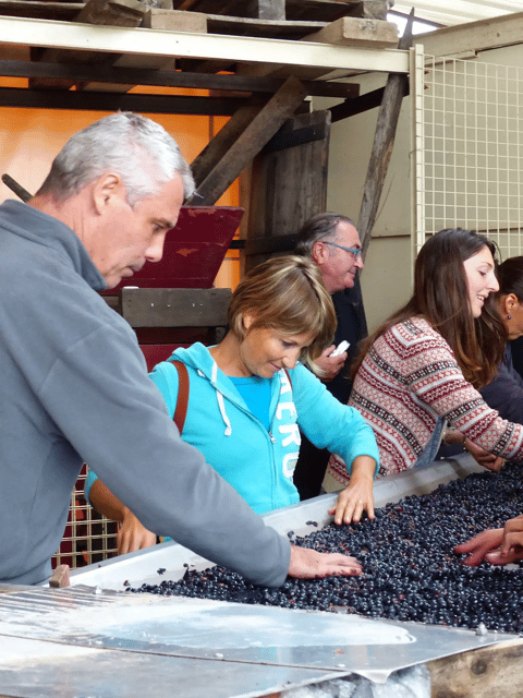 Saint-Emilion : Tasting of 4 wines in a family vineyard - Why the $10 price works well for a day in Saint-Émilion