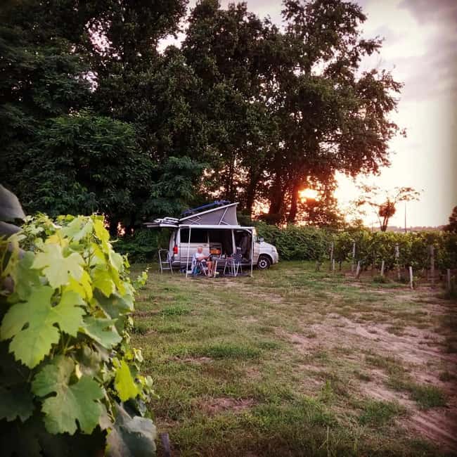Saint-Emilion : Tasting of 4 wines in a family vineyard - Language, booking flexibility, and practical details