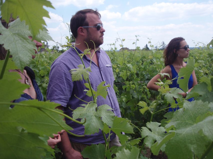 Saint-Émilion: Vineyard Walking Tour and Tasting - From grapes to fermentation tanks