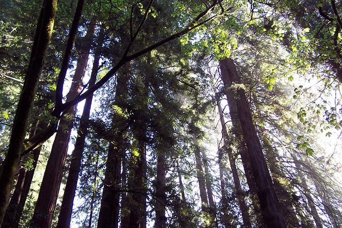 San Francisco: Armstrong Redwoods and Wine Tour with Tastings - Armstrong Redwoods: the quiet heart of the day