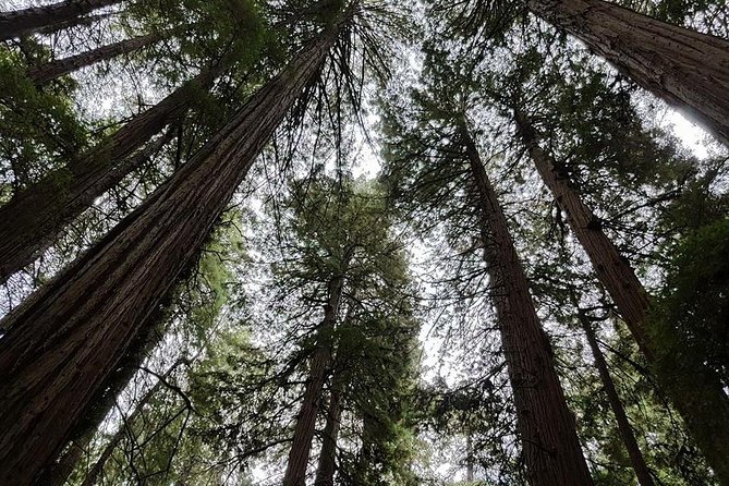 San Francisco: Armstrong Redwoods and Wine Tour with Tastings - Russian River Vineyards and the afternoon tasting