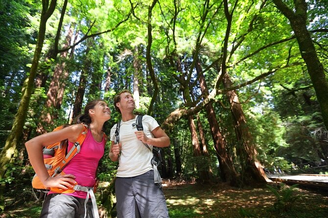 San Francisco: Full Day Coastal Redwoods & Wine Country Tour - Walking beneath Armstrong’s coastal redwoods